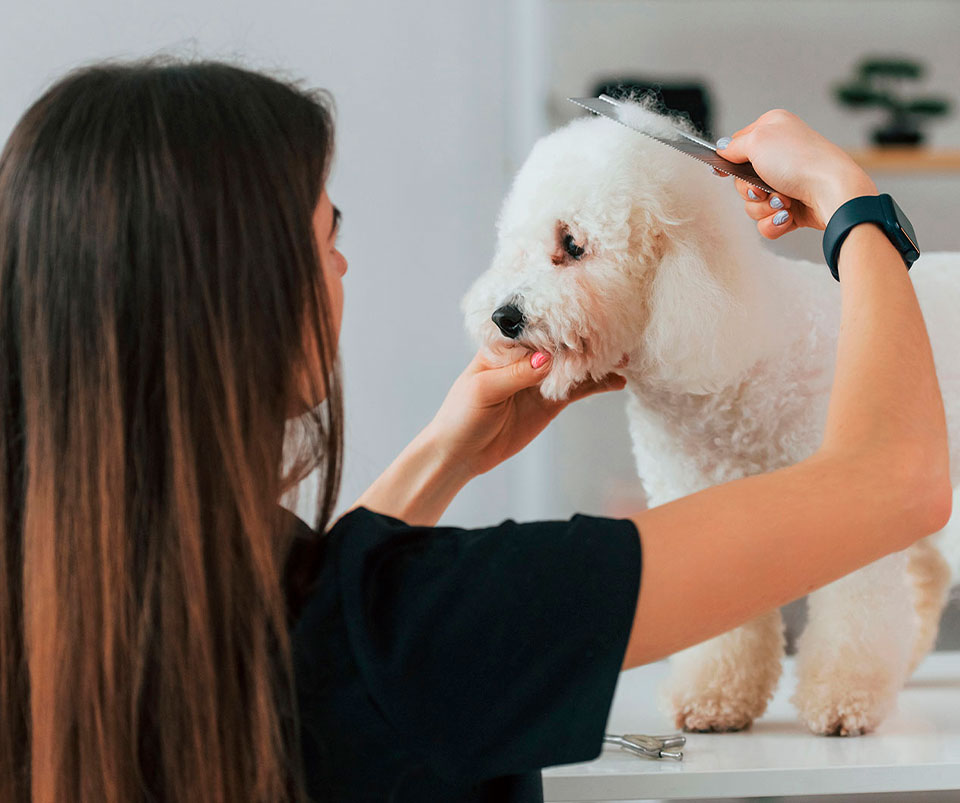 pet cpr classes